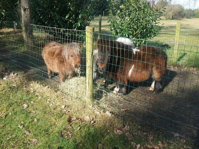 Pony’s naar huis gehaald, toch bang voor de wolven - Foto: Ingezonden foto