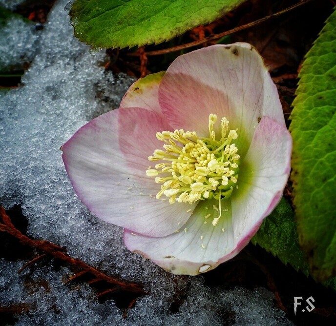  Helleborus volop in de bloei  - Foto: Femmie Smink