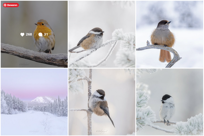 Natuurfotograaf Frensis Kuijer: Vogels en wildleven - Foto: Ingezonden foto