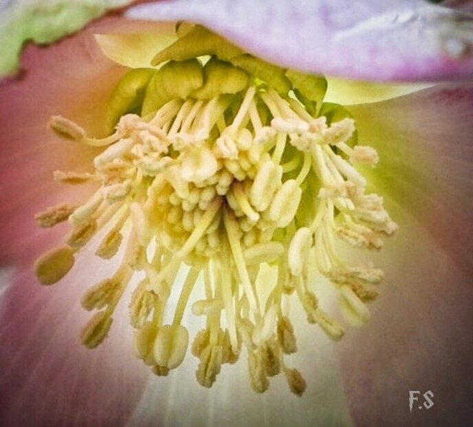 Helleborus volop in de bloei  - Foto: Femmie Smink