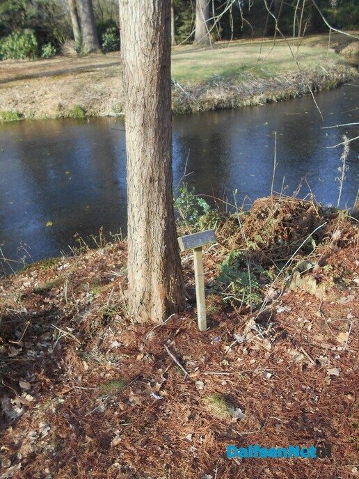 Een spiekerboom