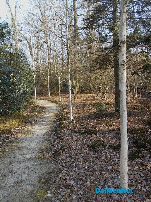 Een spiekerboom