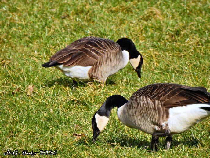 De natuur van Overijssel.