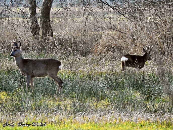 De natuur van Overijssel.