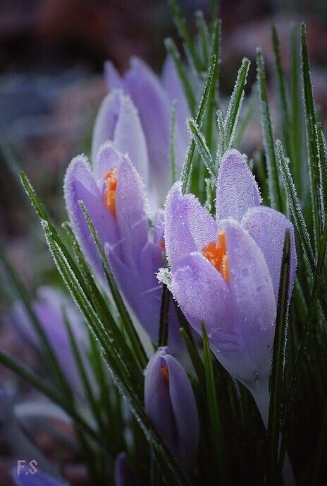 Overgang van winter naar de lente - Foto: Femmie Smink