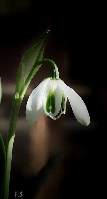 Galanthus Nivalis - Foto: Femmie Smink
