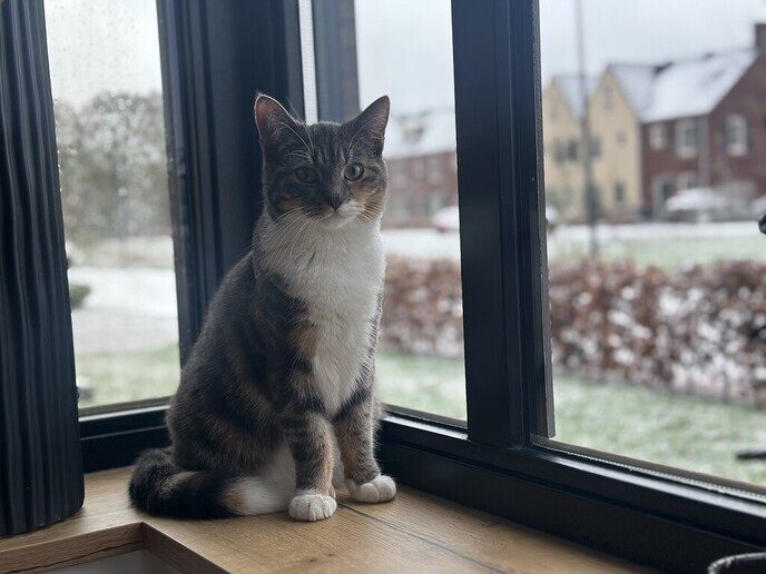 Poes is weer terug - Foto: Ingezonden foto