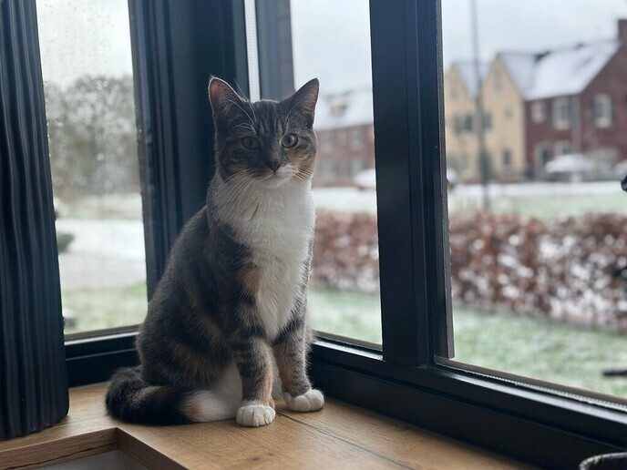 Poes vermist - Foto: Ingezonden foto