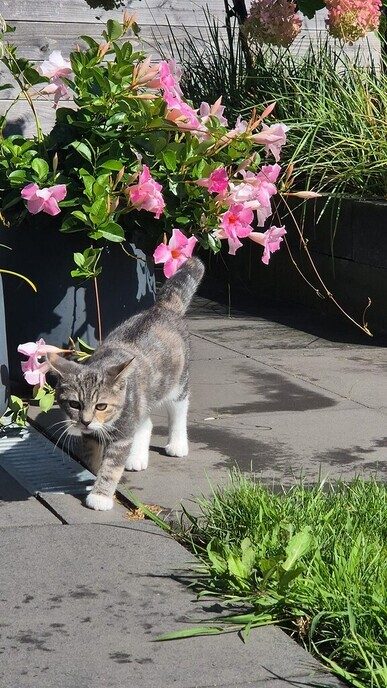 Poes vermist - Foto: Ingezonden foto
