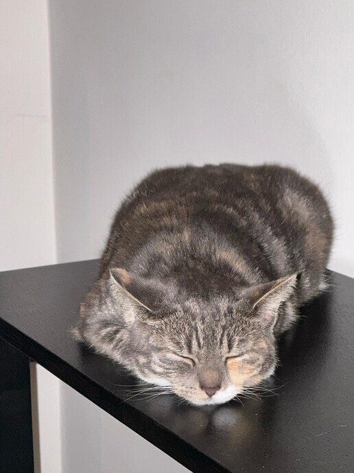 Poes vermist - Foto: Ingezonden foto