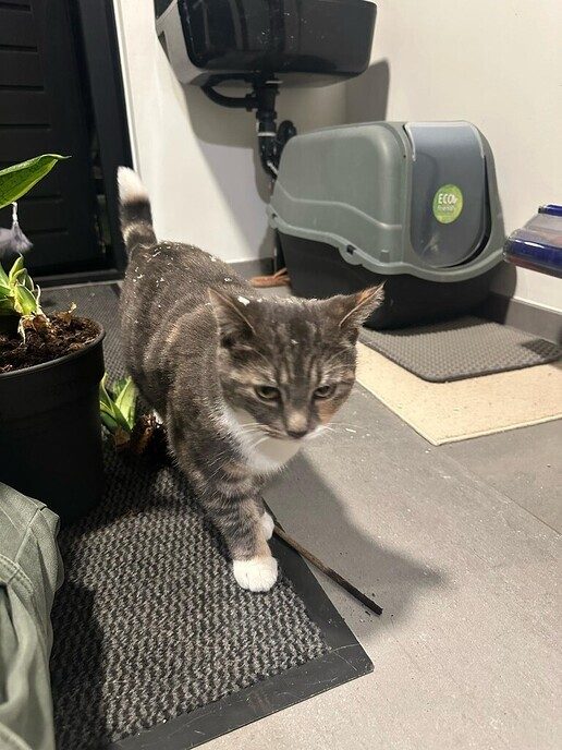 Poes vermist - Foto: Ingezonden foto