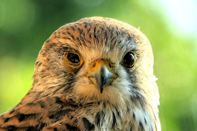 Sneue torenvalk - Foto: Hans de Weerd