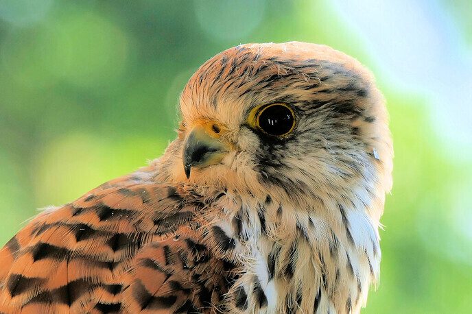 Sneue torenvalk - Foto: Hans de Weerd