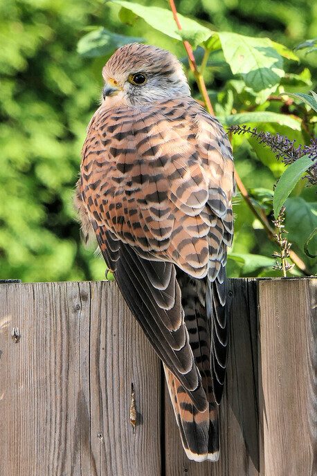 Sneue torenvalk - Foto: Hans de Weerd