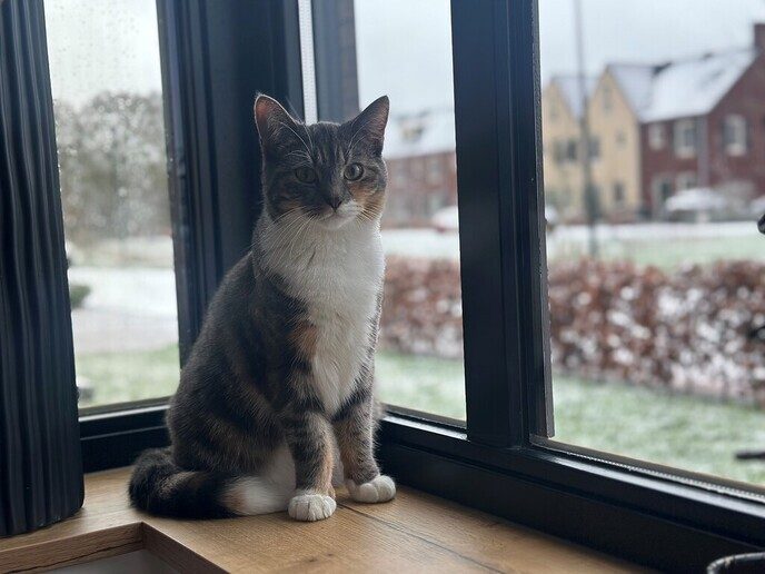 Poes vermist - Foto: Ingezonden foto