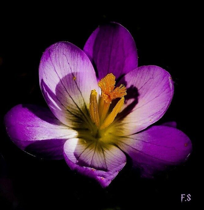 Krokus - Foto: Femmie Smink