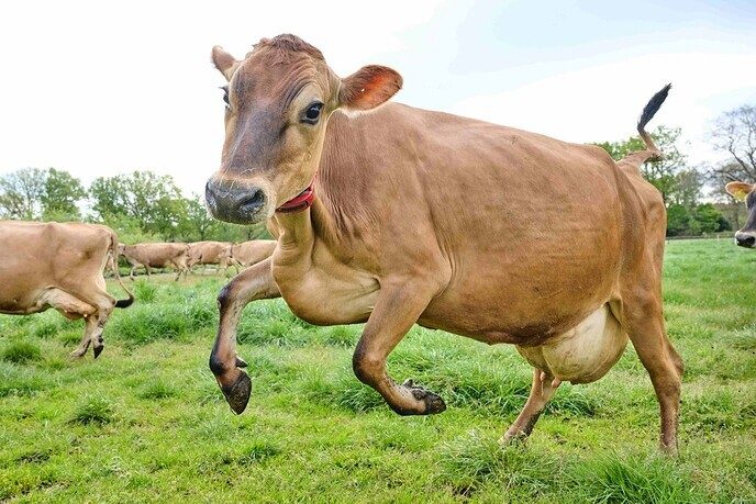 De koeiendans komt er weer aan - Foto: Ingezonden foto