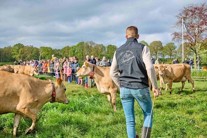 De koeiendans komt er weer aan - Foto: Ingezonden foto