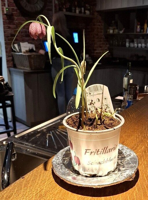 Een echte inheemse plant - Foto: Gruune Jopie