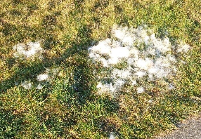 Hond borstelen in natuurpark - Foto: Ingezonden foto
