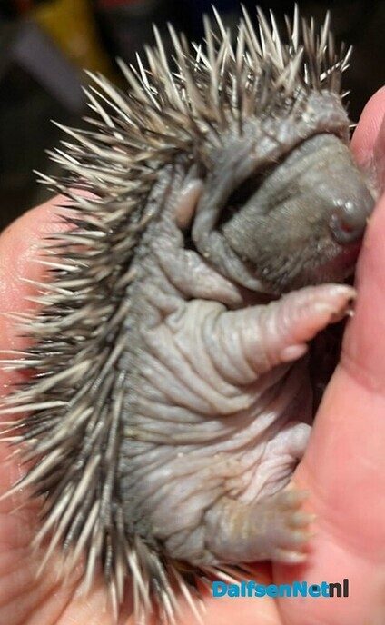Gezocht baby egel verzorgers - Foto: Ingezonden foto