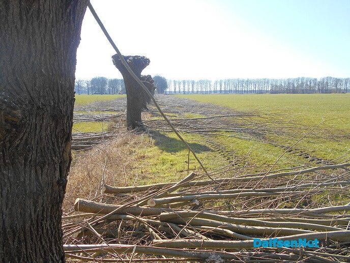 Wilgen knotten