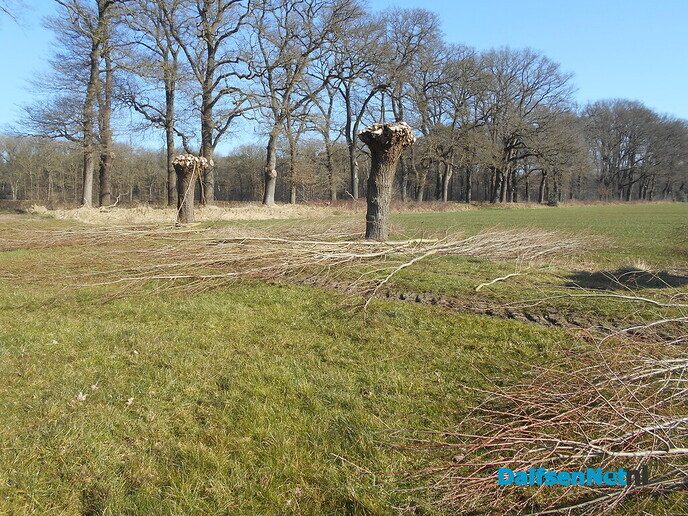 Wilgen knotten
