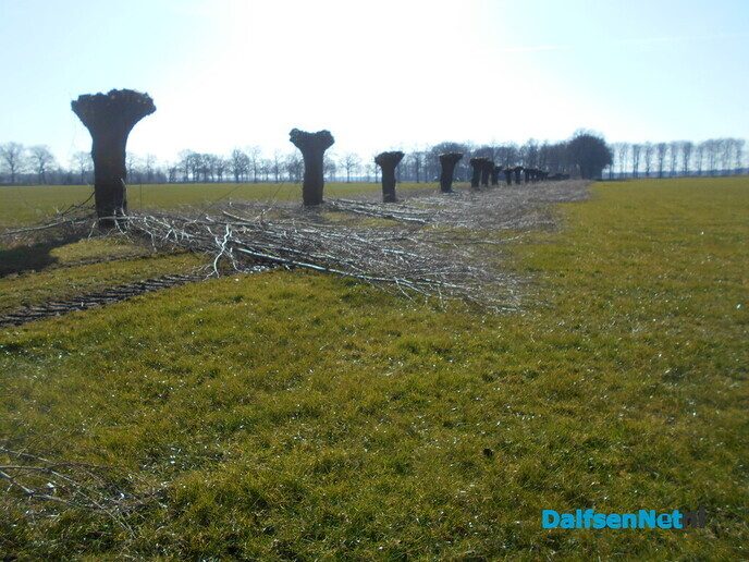 Wilgen knotten
