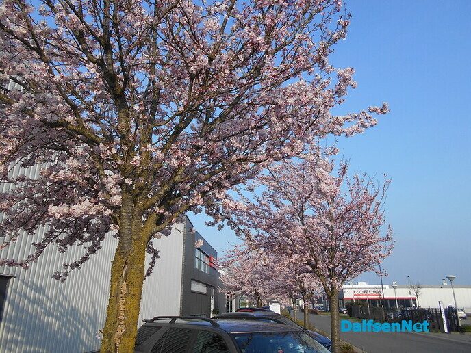 Een en al bloesem