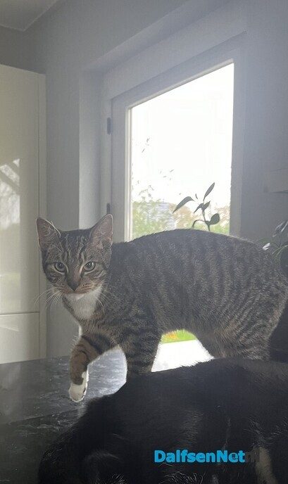 Jonge poes vermist - Foto: Ingezonden foto