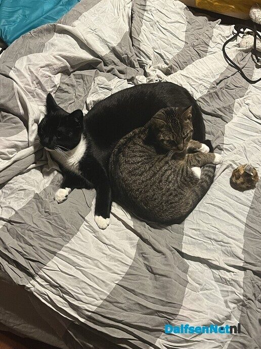 Jonge poes vermist - Foto: Ingezonden foto