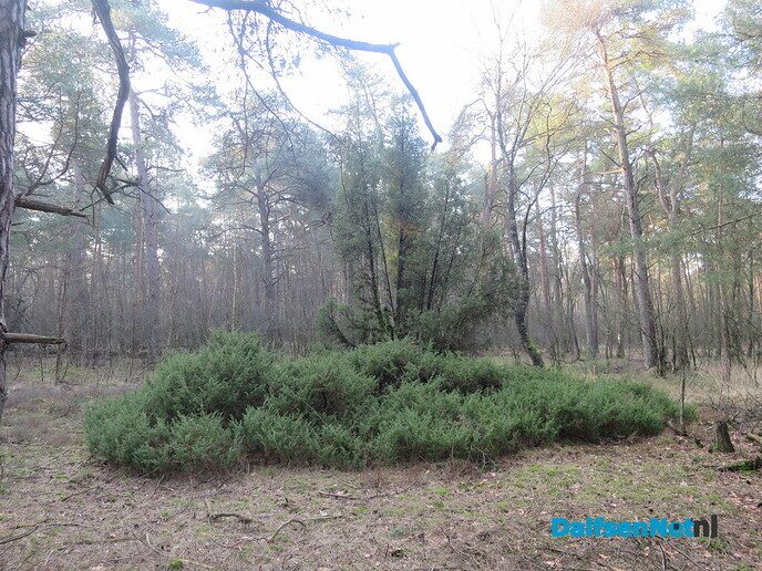 Lekker struinen door de bossen op de vroege zondagmorgen - Foto: Wim