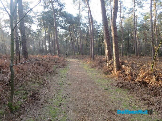 Lekker struinen door de bossen op de vroege zondagmorgen - Foto: Wim