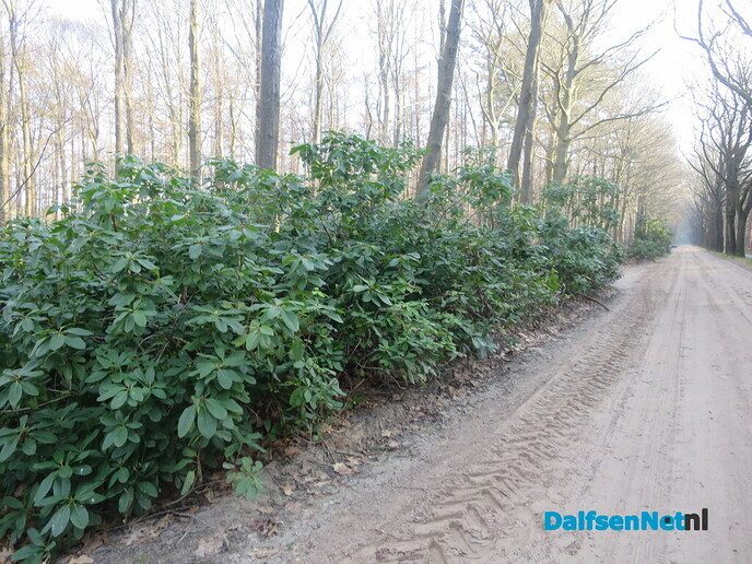 Lekker struinen door de bossen op de vroege zondagmorgen - Foto: Wim