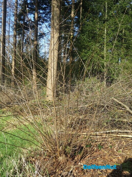 Lekker struinen door de bossen op de vroege zondagmorgen - Foto: Wim