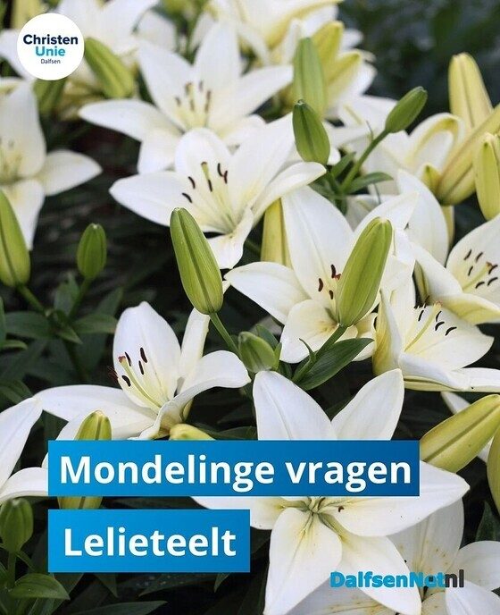Vragen over de impact van Lelieteelt in Dalfsen - Foto: Ingezonden foto