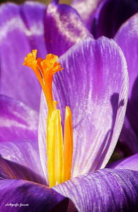 De lente begint: Femmie en de bijen gaan helemaal los - Foto: Femmie Smink
