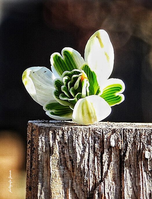 Vaak laten ze hun kopje hangen - Foto: Femmie Smink