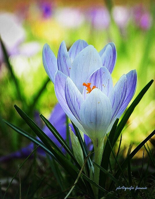 De lente begint: Femmie en de bijen gaan helemaal los - Foto: Femmie Smink