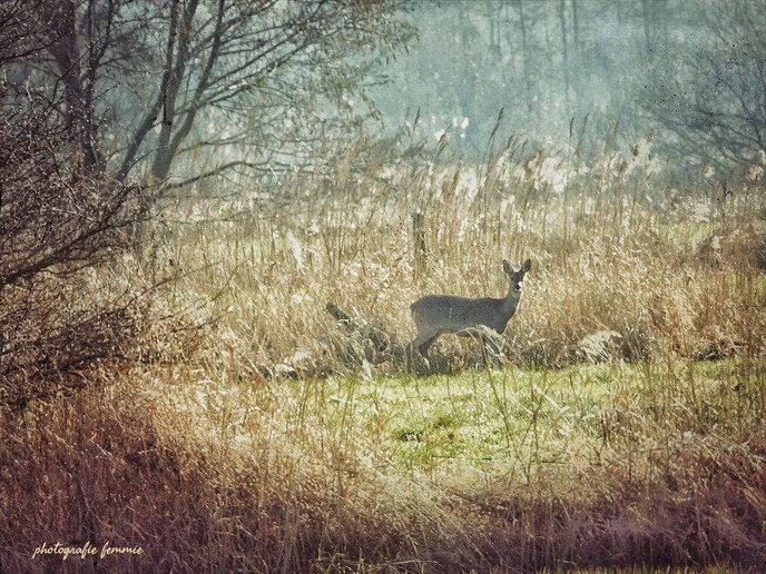 Op jacht naar reeën - Foto: Femmie Smink