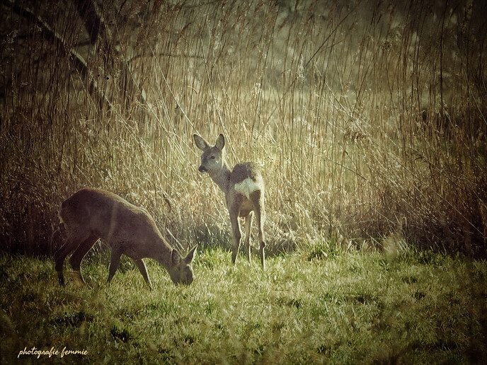Op jacht naar reeën - Foto: Femmie Smink