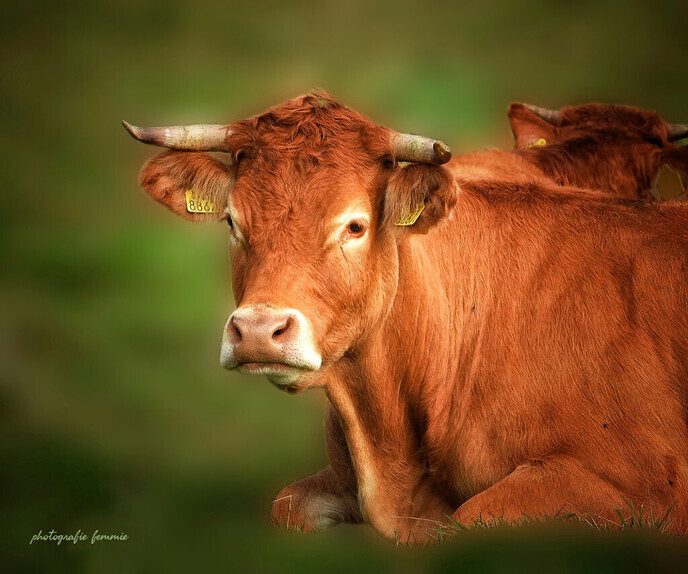 De schotse hooglander - Foto: Femmie Smink