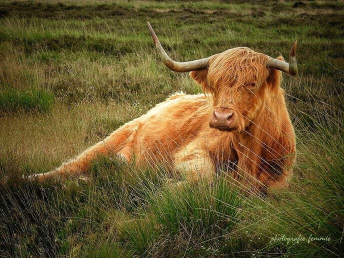 De schotse hooglander - Foto: Femmie Smink