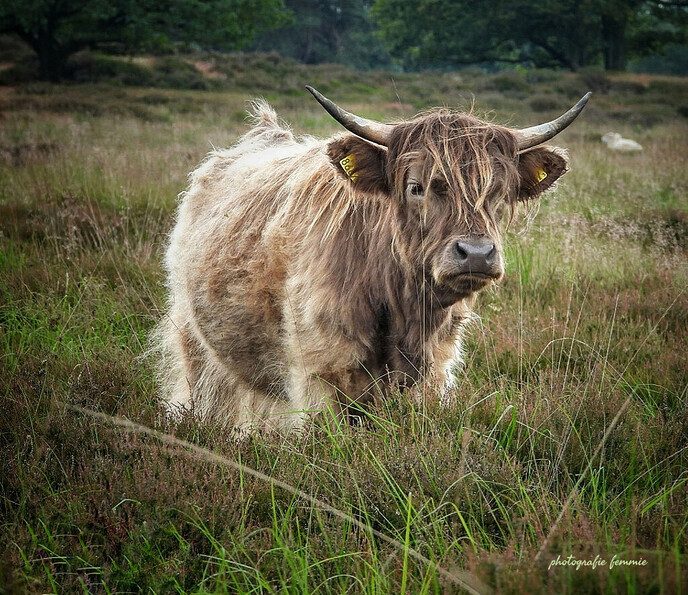 De schotse hooglander - Foto: Femmie Smink