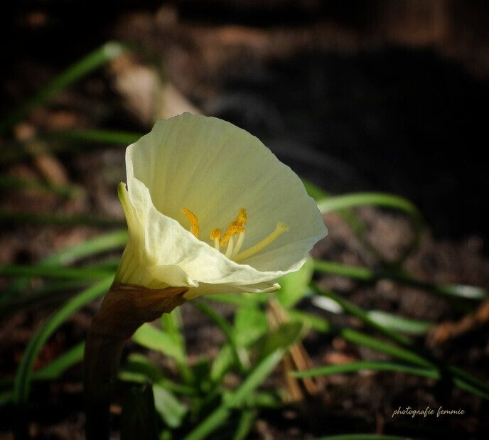 Prachtige  lentebloemen - Foto: Femmie Smink