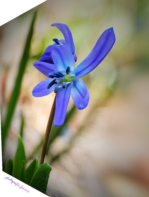 Prachtige  lentebloemen - Foto: Femmie Smink