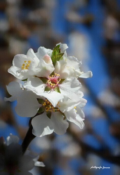 Prachtige  lentebloemen - Foto: Femmie Smink