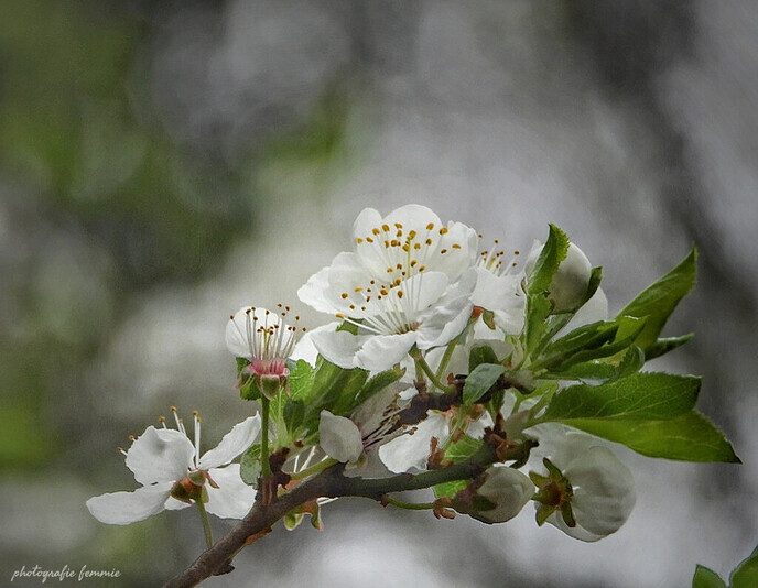 Vrolijke bloemen op de laatste dag van maart - Foto: Femmie Smink