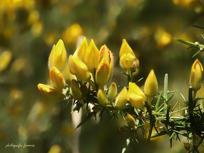 Vrolijke bloemen op de laatste dag van maart - Foto: Femmie Smink