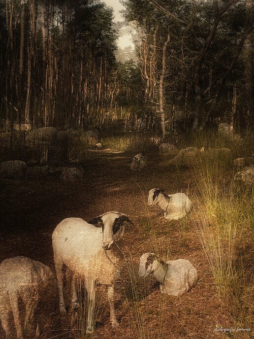 Mooi plaatje van de schapen - Foto: Femmie Smink